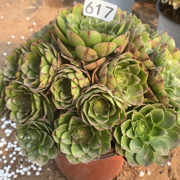 617多肉植物万拉丝