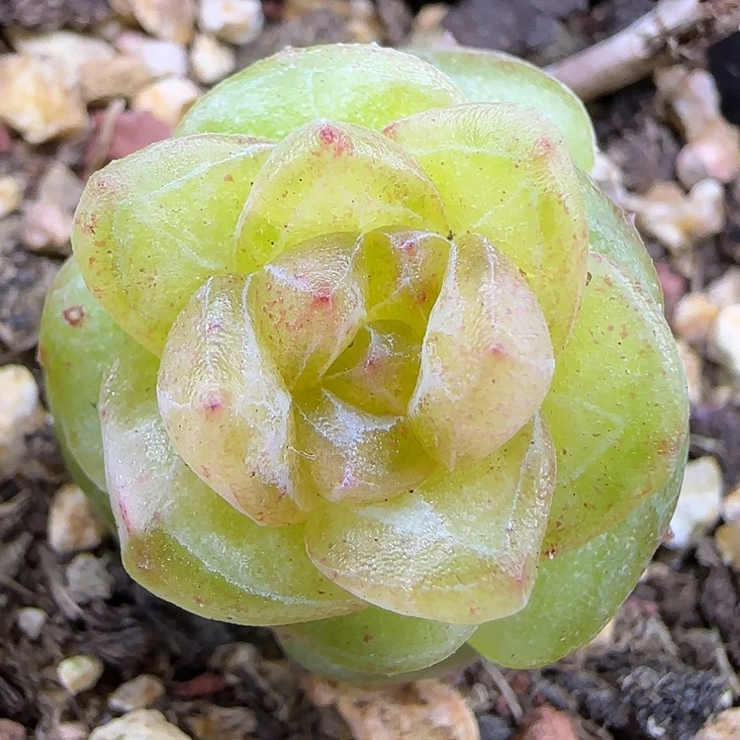 797小卡拉米2.5公分【满19包邮非偏远】