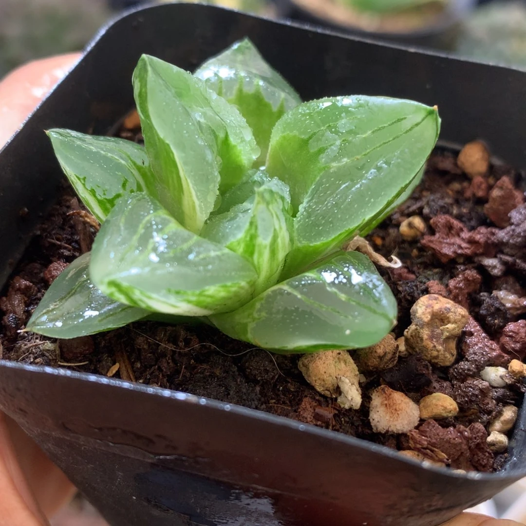 冰城寿锦，带盆一起