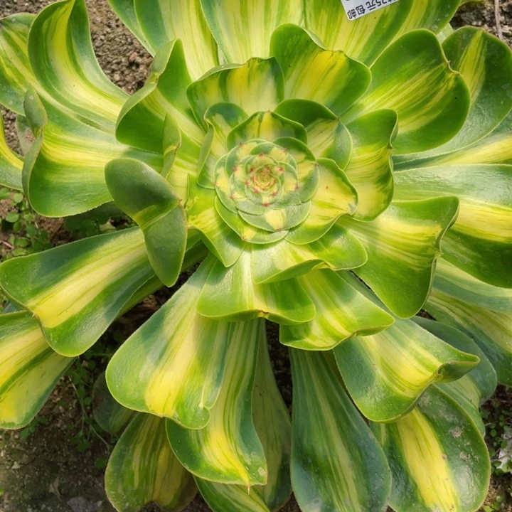 金***328暴君发货多肉12345678