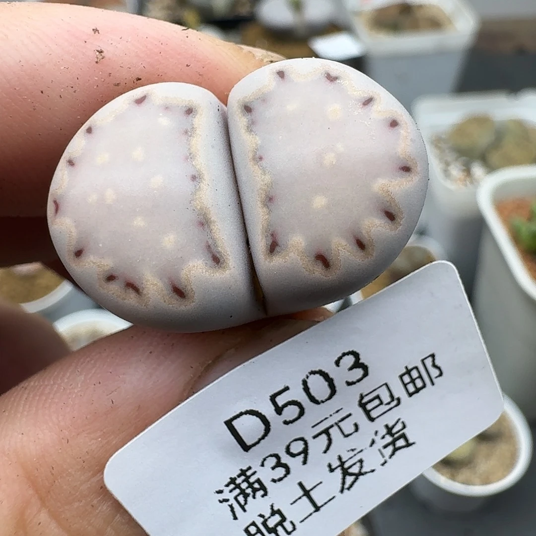 503多肉哈哈哈哈哈哈哈