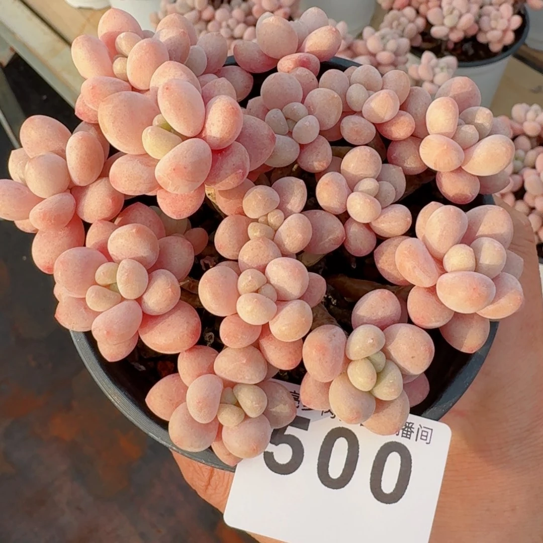 鱼子酱         精品多肉