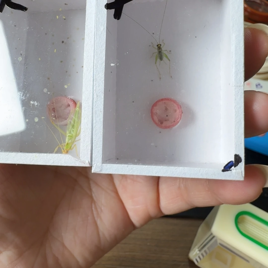 一个精品柬埔寨一个精品翡翠蛉