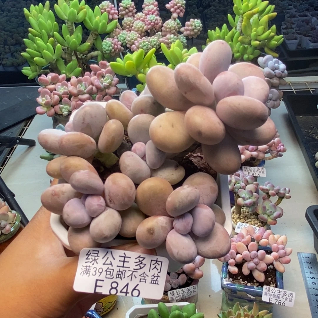 846水光针多肉9c m