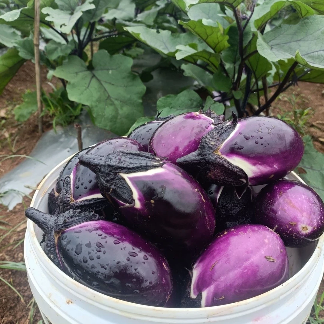 贵州露天老式圆茄椭圆黑紫茄农家现摘现发茄子嫩糯黑紫皮茄子