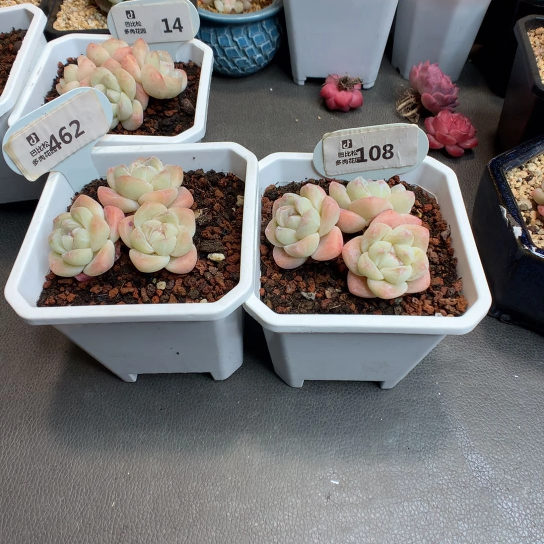 好**朵462-108 奶油冰玉