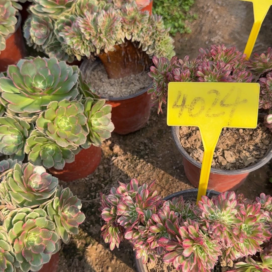 凤***舞4024--+多头多肉植物红铜缀