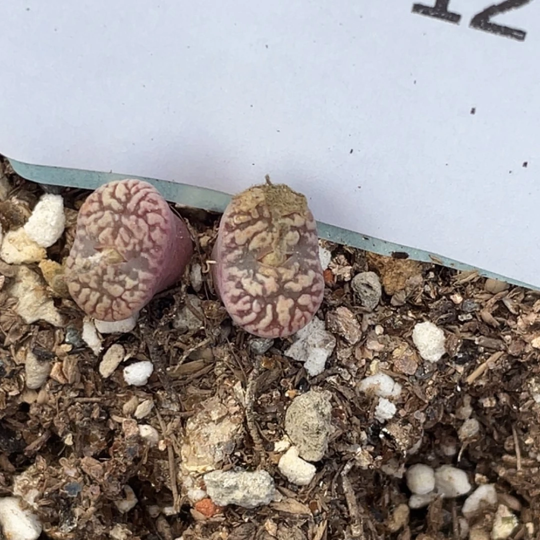 13-127鸟多肉植物