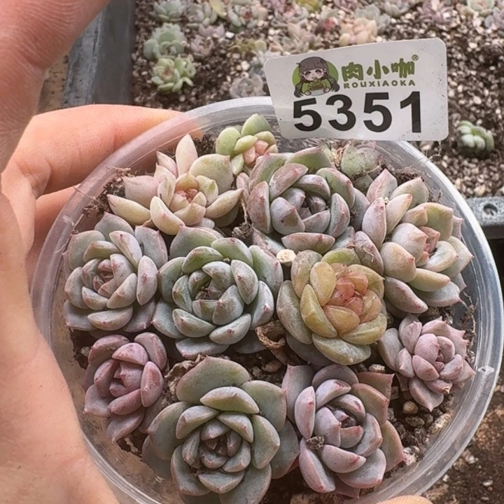 多肉植物多肉植物