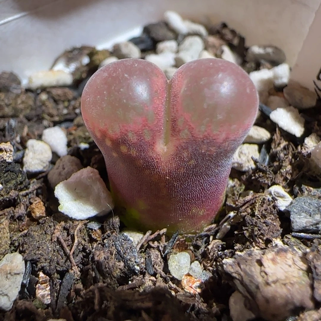 肉锥多肉植物组合-50km肯哈德1074