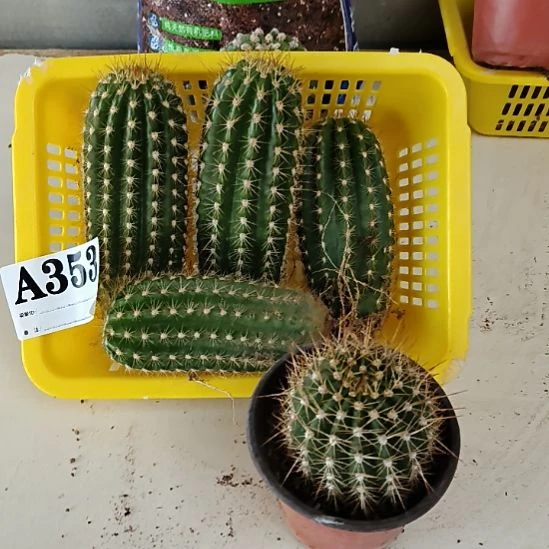 当前无花栽培后可以开花353
