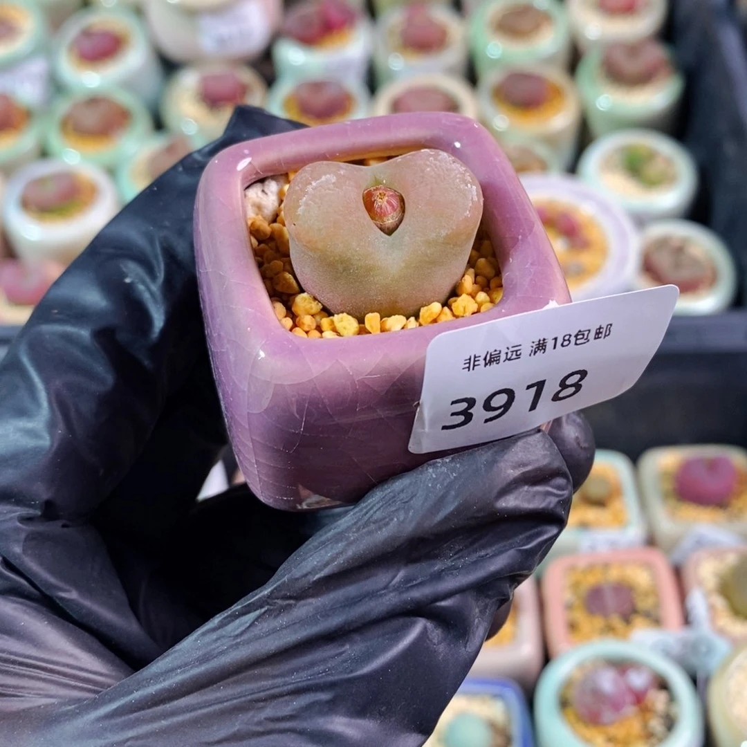 3918-一物一拍 带盆