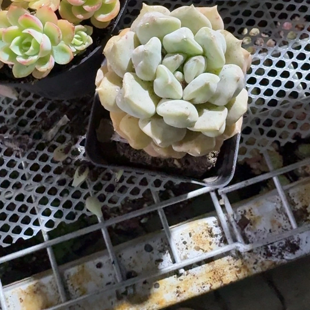 超奶多肉植物精品