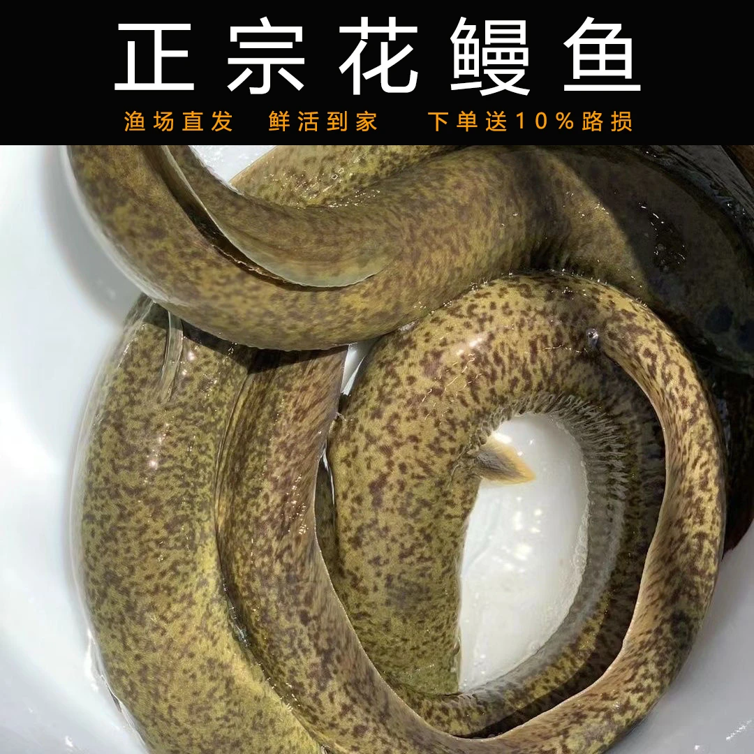 淡水花鳗鱼花锦鳝鱼苗鲜活发货海鳗鱼鳗鱼苗