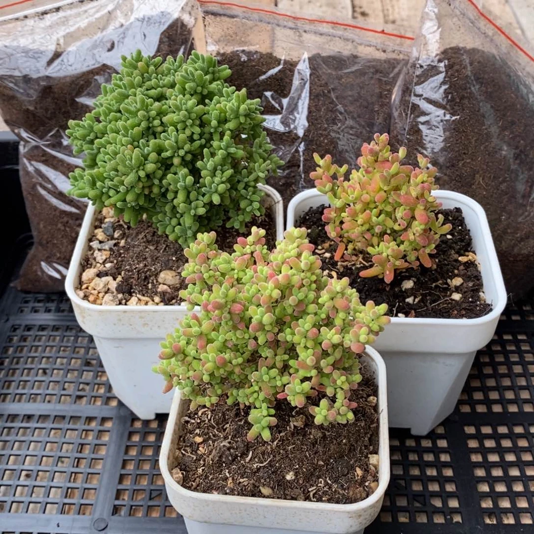 枝干番杏多肉植物240