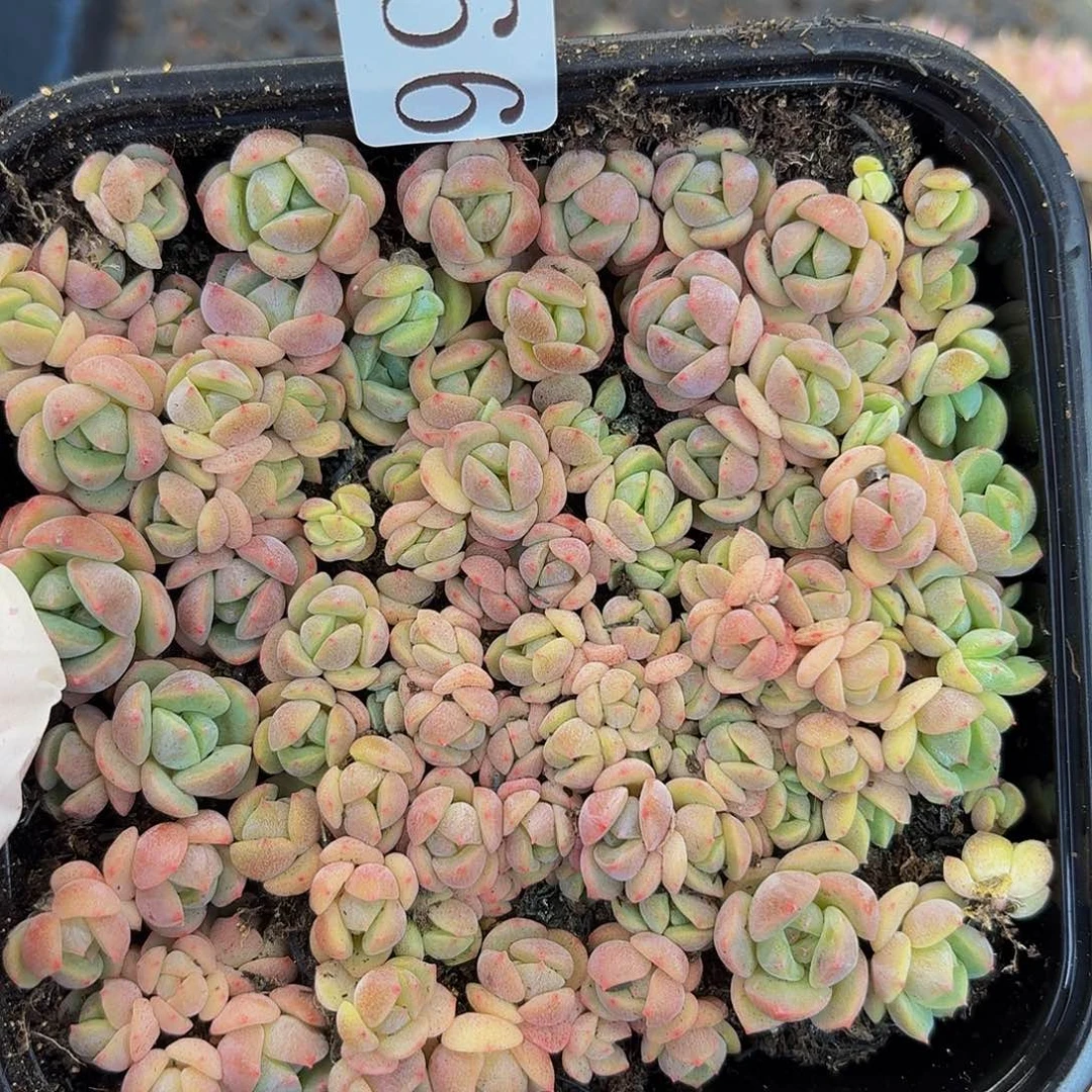多肉植物多肉植物993