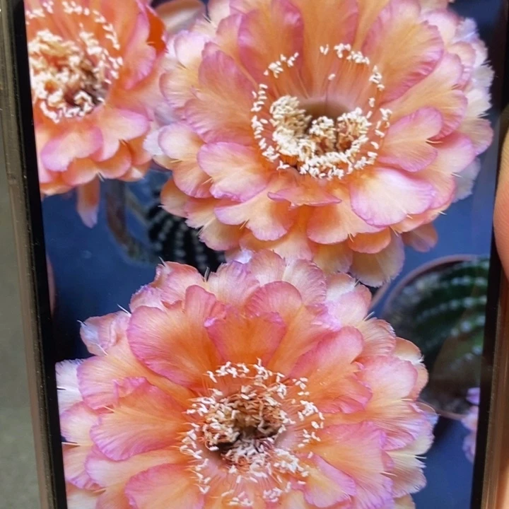 香香心舞侧芽2公分左右随单