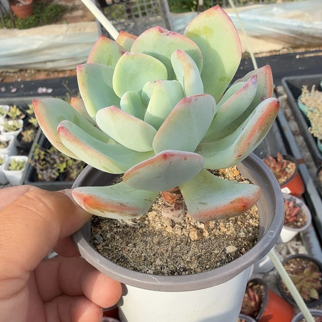 长桩子白月光满20包邮