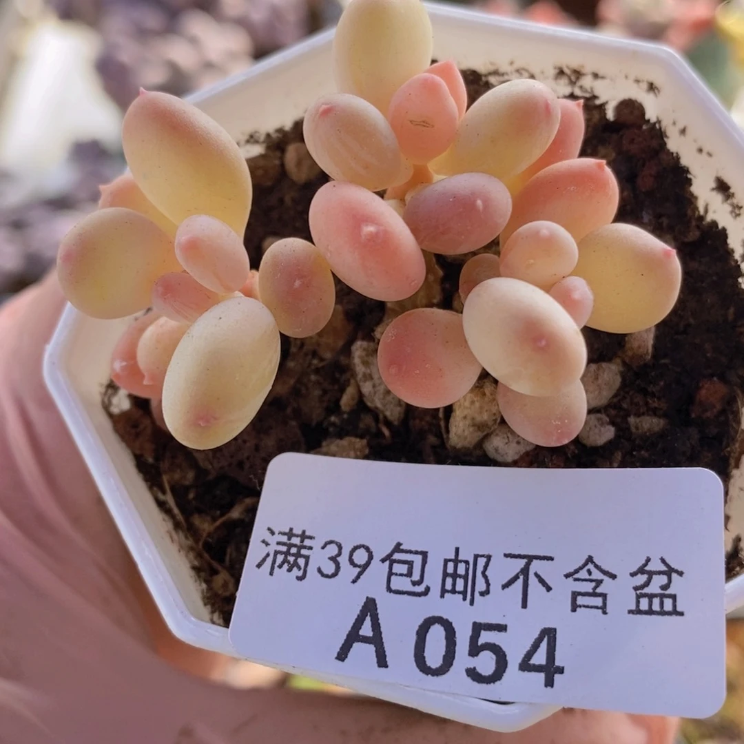 二代苹果奶5cm054多肉植物