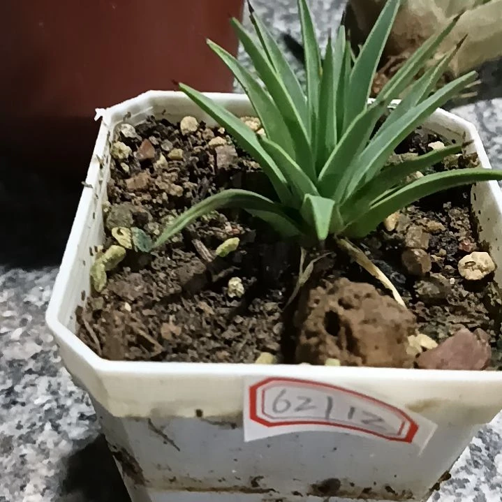 皮***皮潮流植物龙舌兰吹上62112