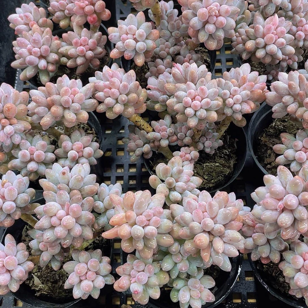 量拍55号 婴儿手指大群生一个