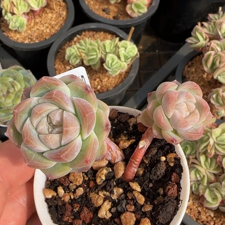 水果糖双头老桩一颗