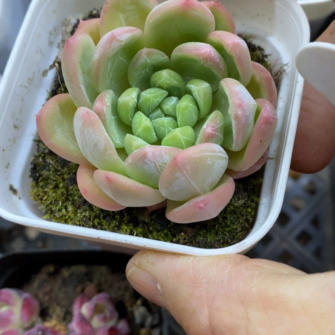 精品多肉一物一拍不包整246