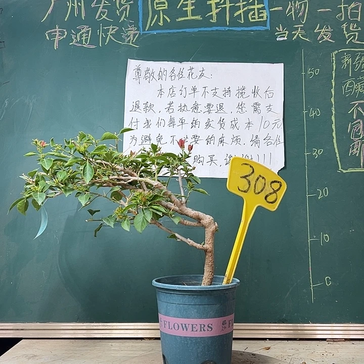 完全开放酒红 原生小树头308