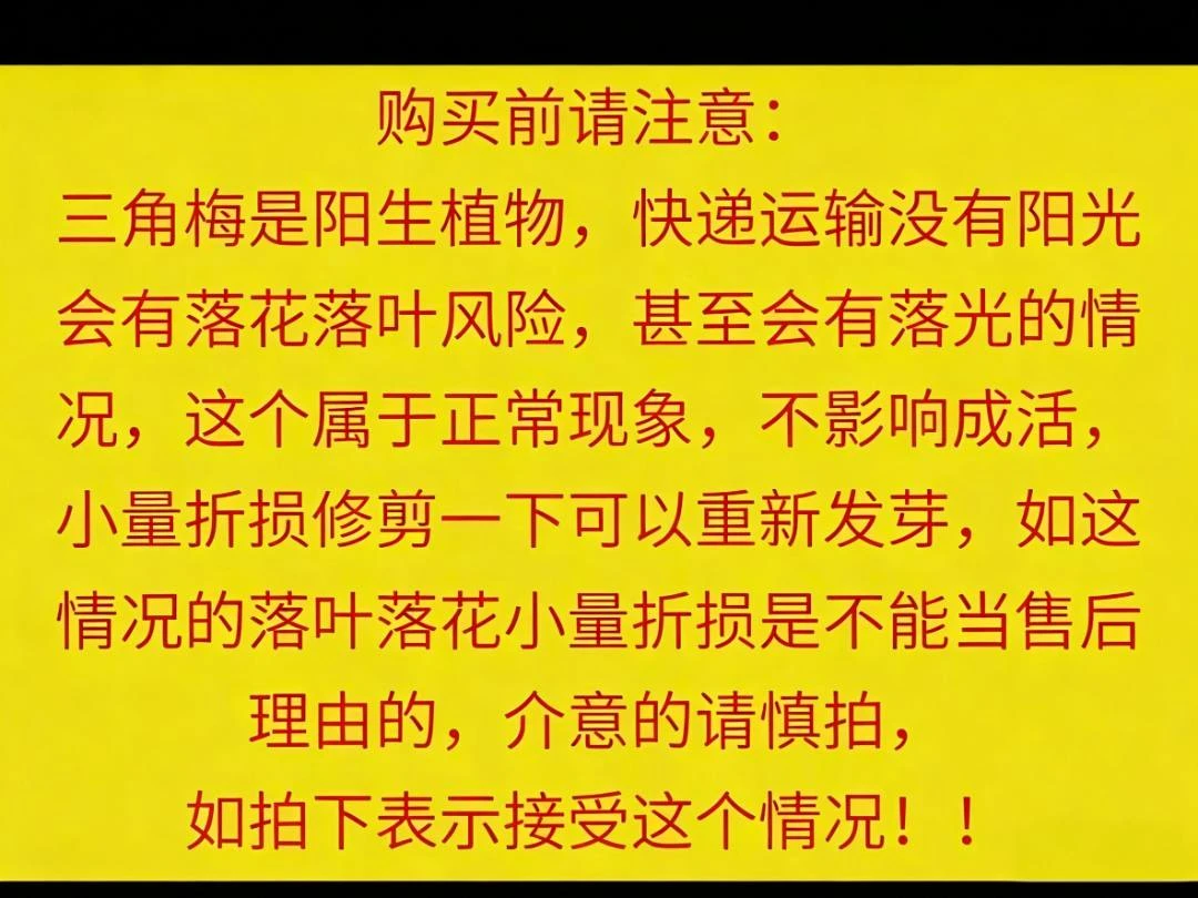 12【一物一拍】三角梅爬藤植物带花卉盆栽四季开花可种于庭院阳台