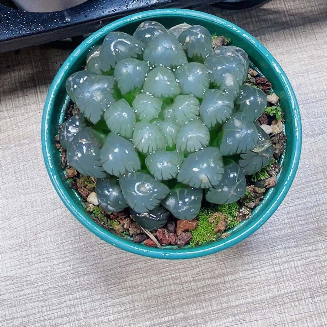 潘氏冰灯多肉植物6666