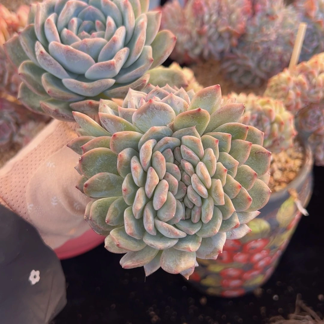 新年快乐新主播福利炸