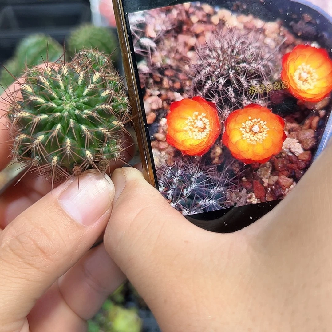 强刺火焰沟宝山侧芽一颗