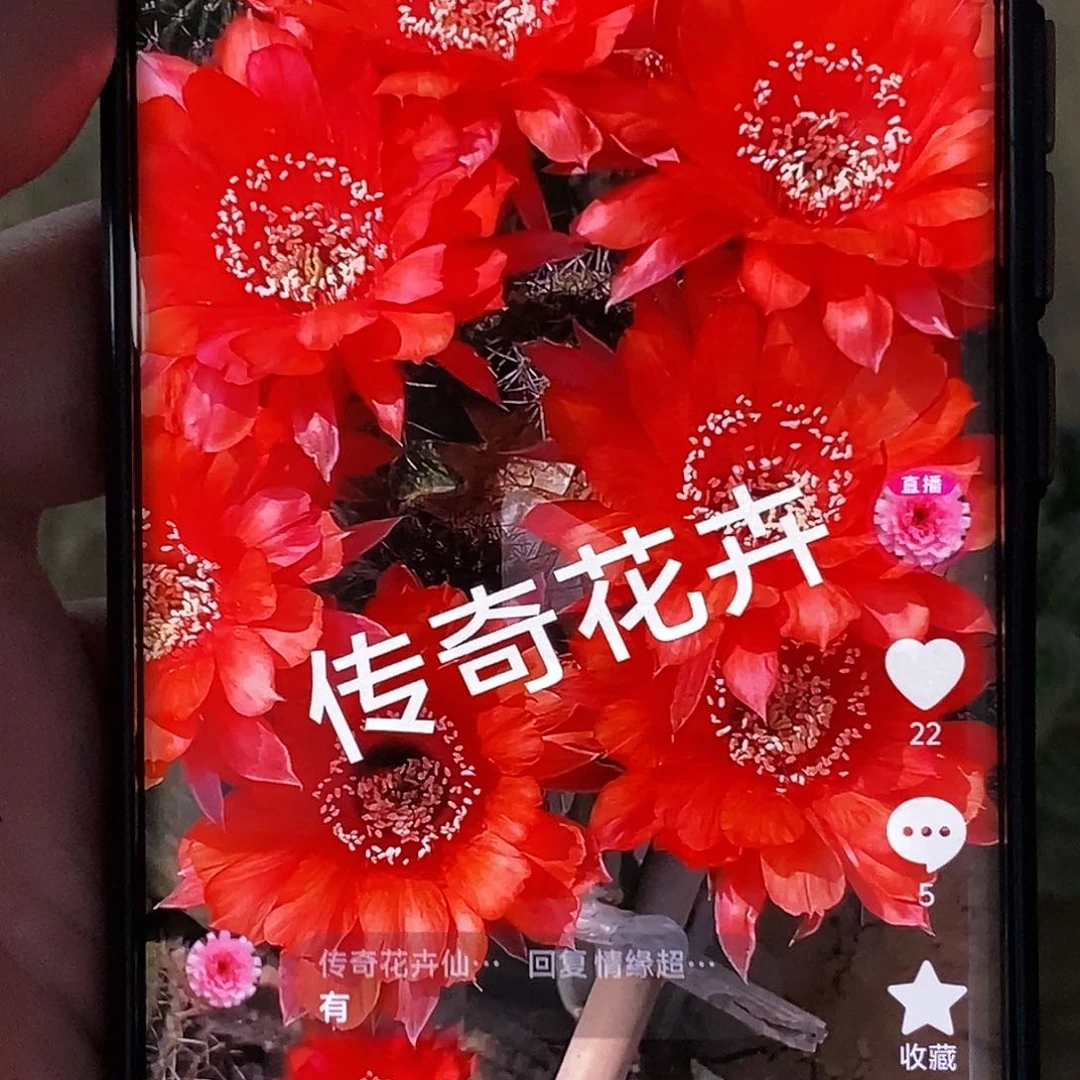 彩 纳格马斯侧芽歪20包邮/5公分左右