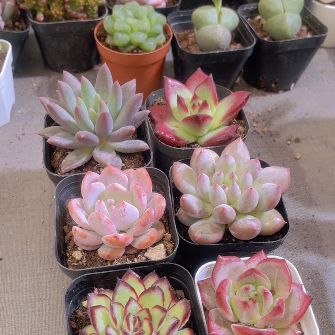 六六大顺带盆土多肉植物