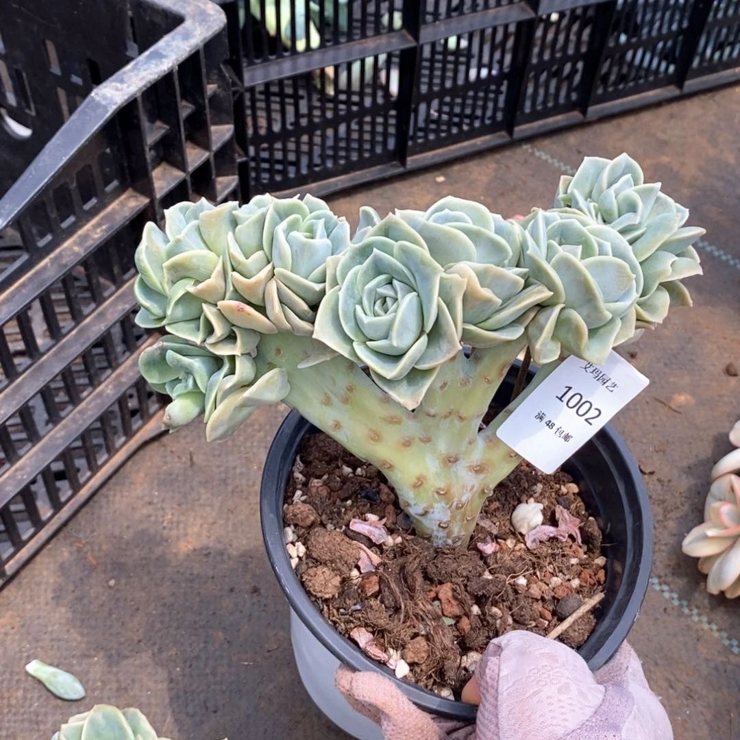 ༺*༻可爱玫瑰缀化多肉多肉002