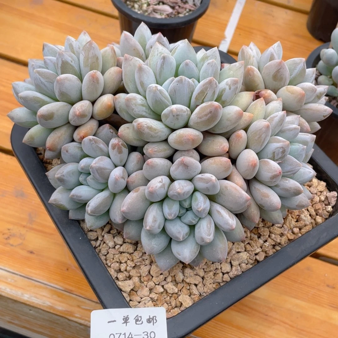 深****?0714-30-半夏美人。。。。。。。。寄养