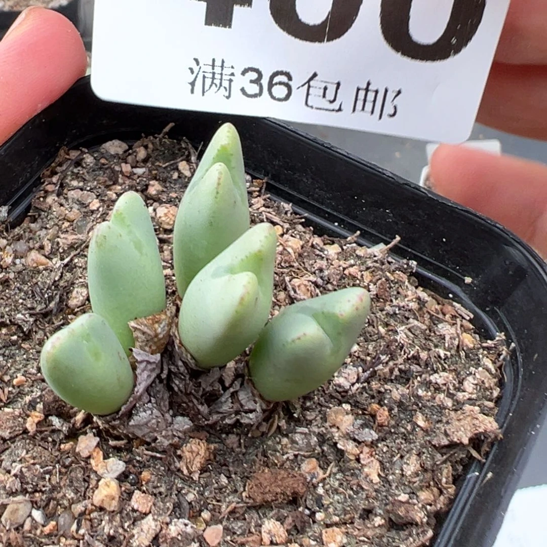 9.10好看的多肉脱土发货400