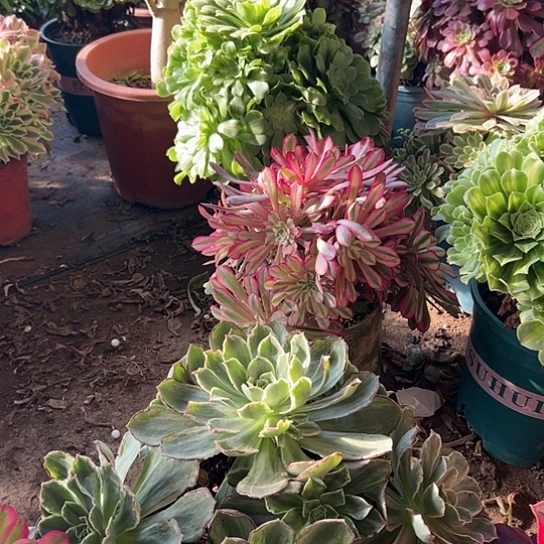清**味多肉植物麻将法师