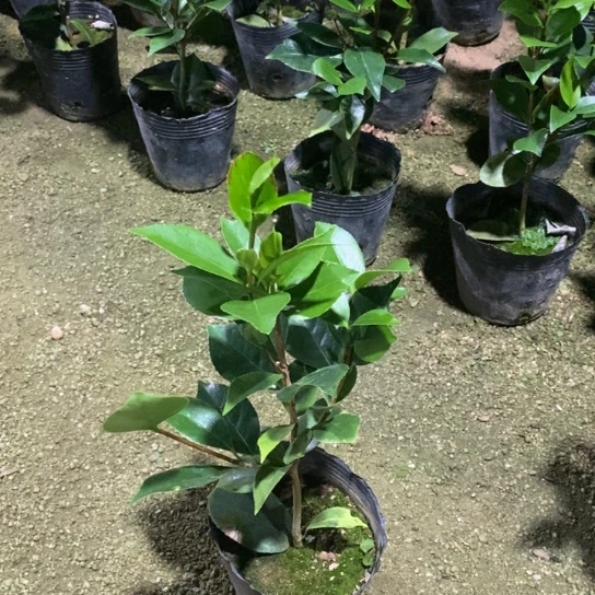 当前无花栽培后可以开花