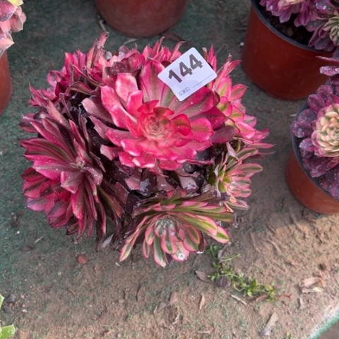 144铜雀台朵朵多肉，