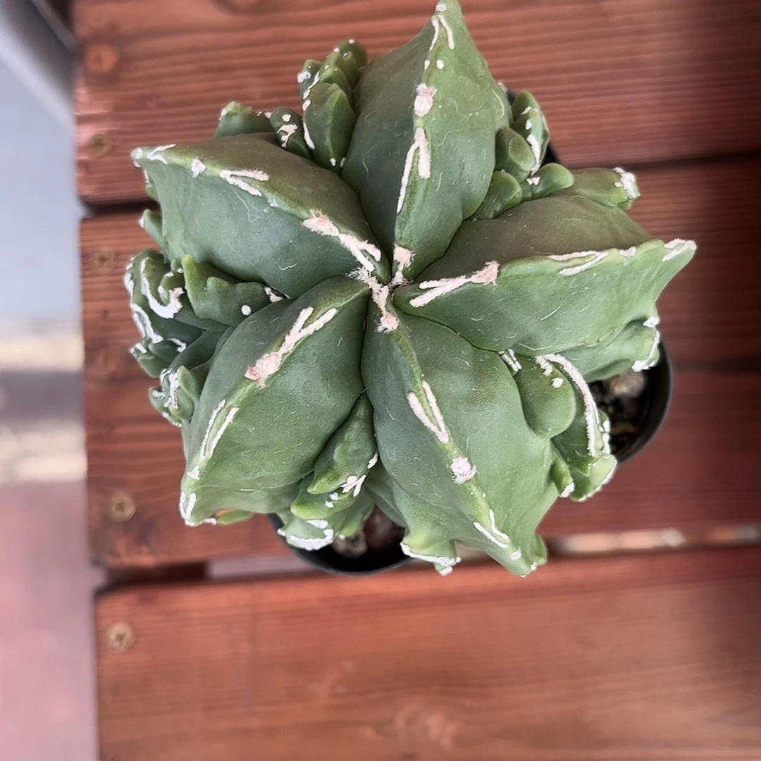 相****仙人球鸾凤玉实生