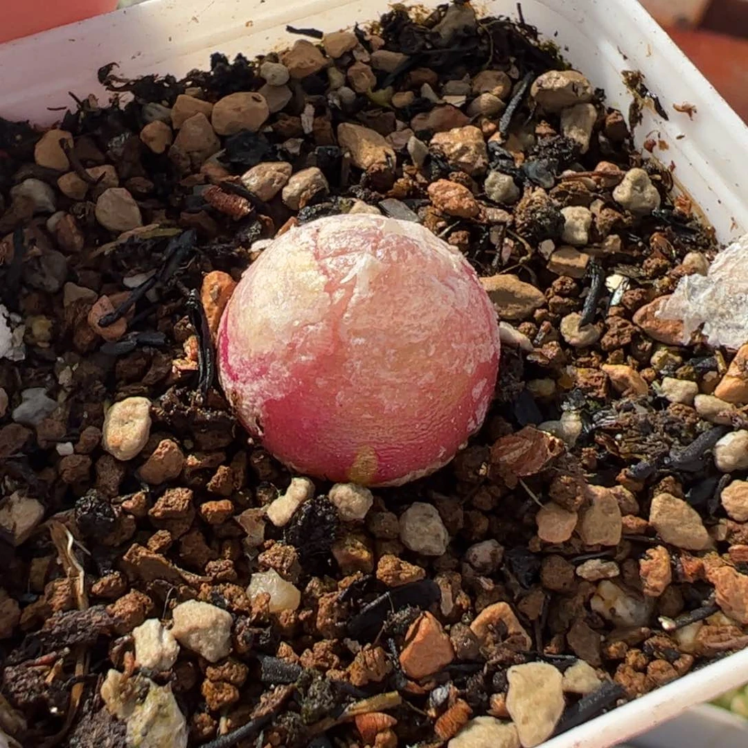 452多肉植物百科