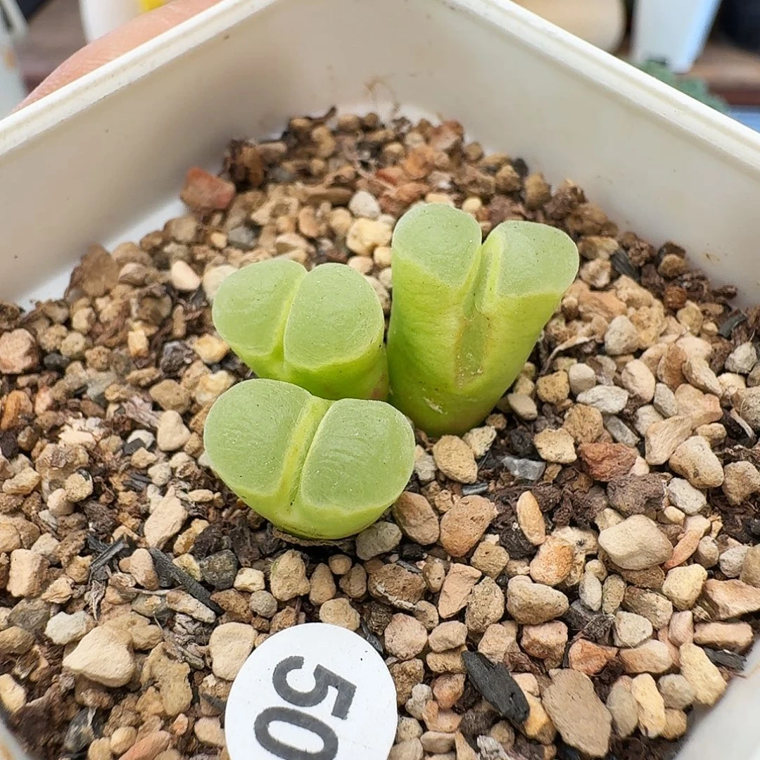 20包邮默认脱土发货50