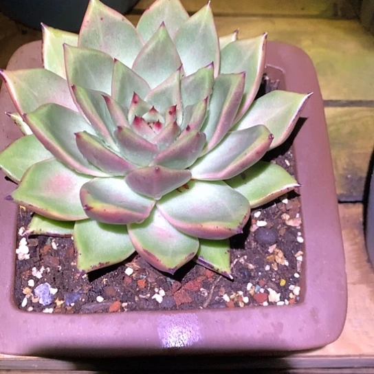 美肉特价活动开始啦