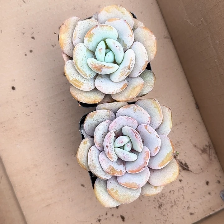 青蛙王子儿童牙膏111