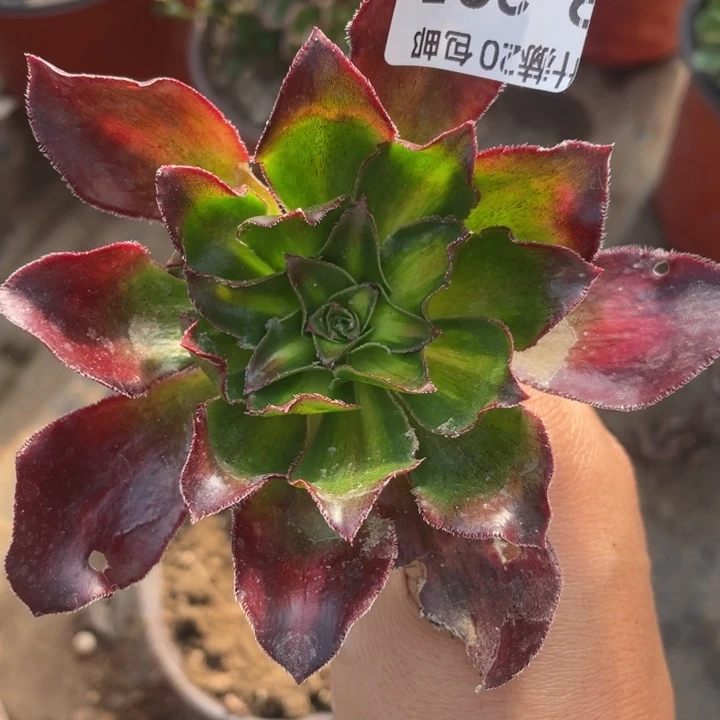 335魅影中班多肉123446789