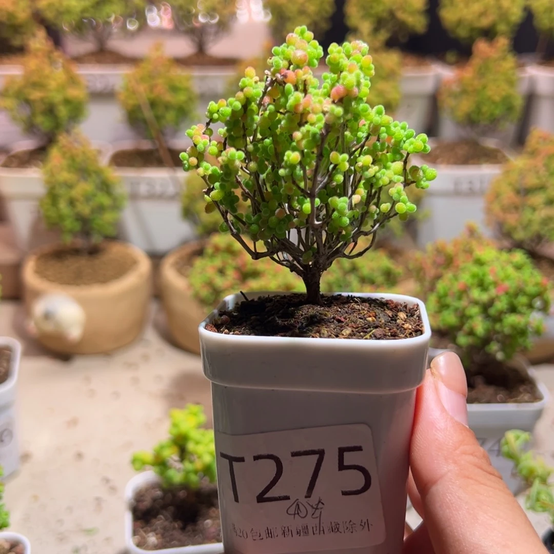 275蜜橘带盆土发货一物一拍