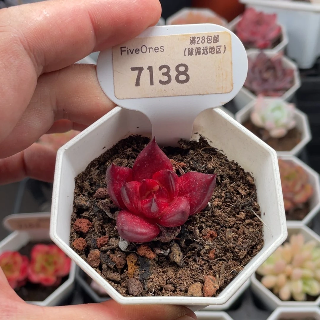 罗宾7138-3.5厘米