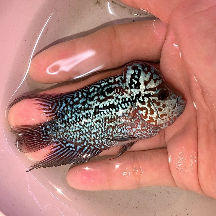 八***丹罗汉鱼888888888888888