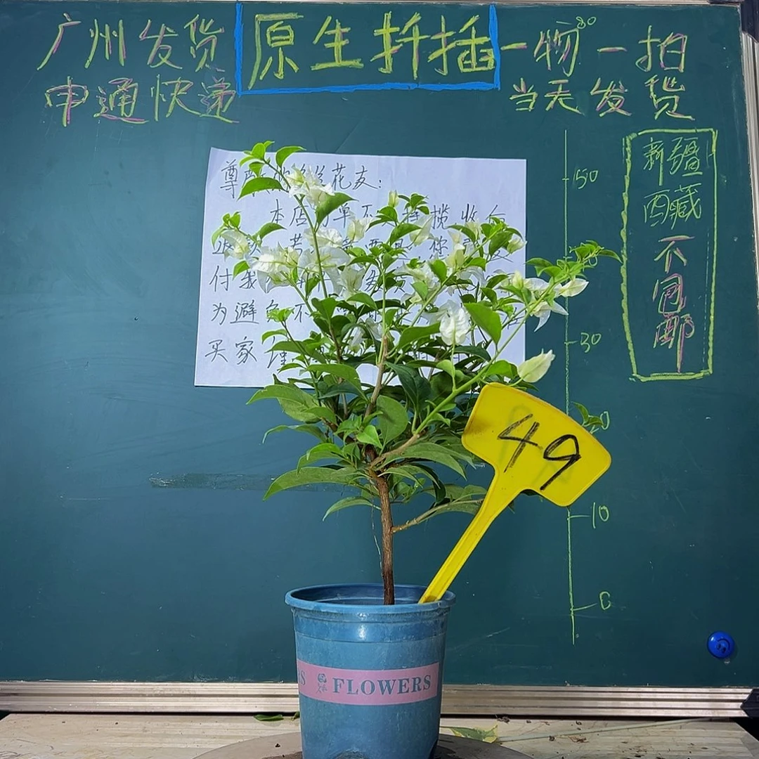 当前无花栽培后可以开花  白雪公主  49